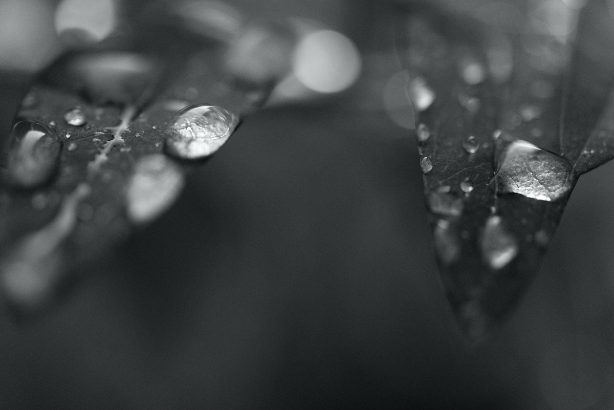 Nature – Waterdrops on Leaves