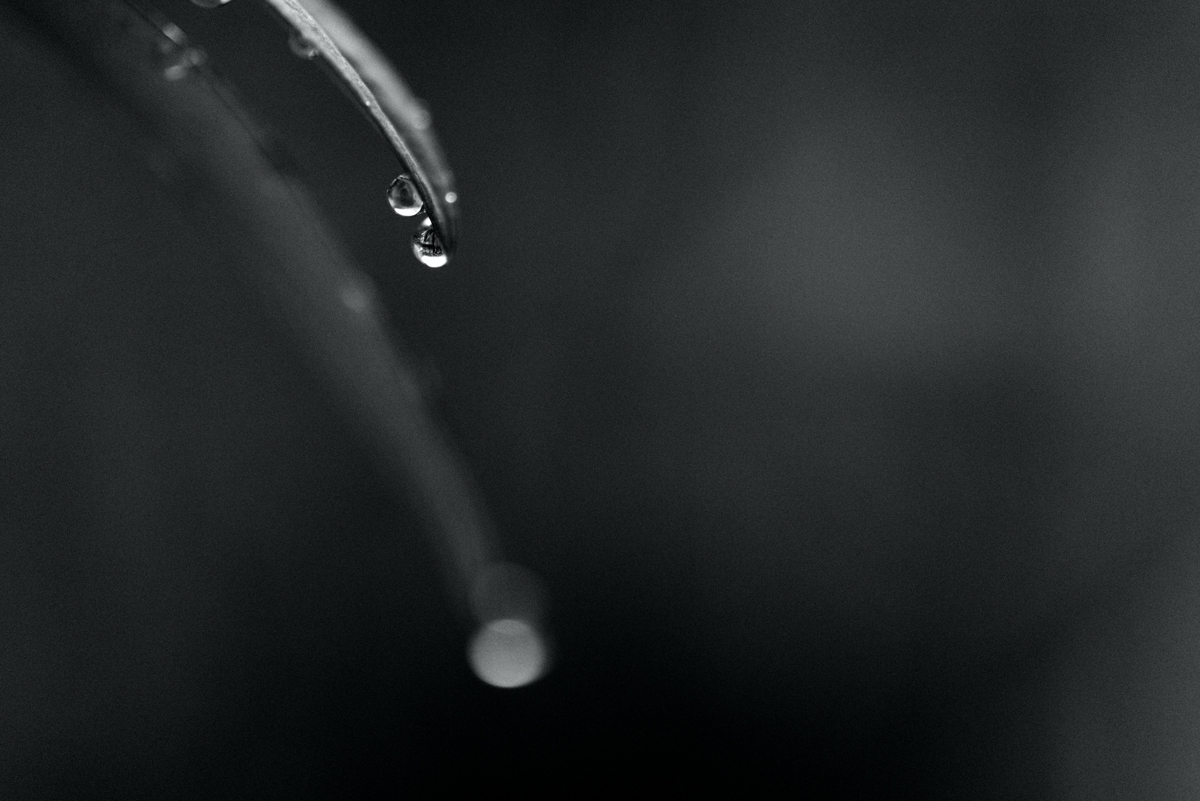 Nature – Waterdrops on Leaves