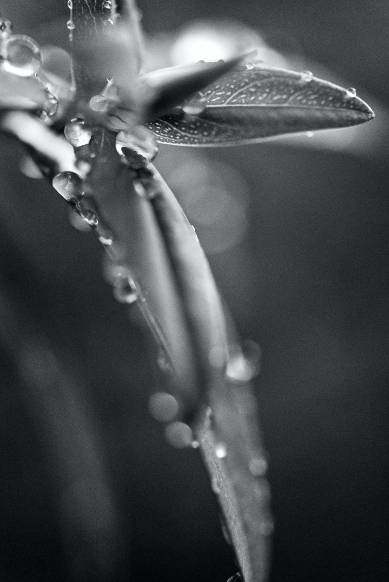 Nature – Waterdrops on Leaves