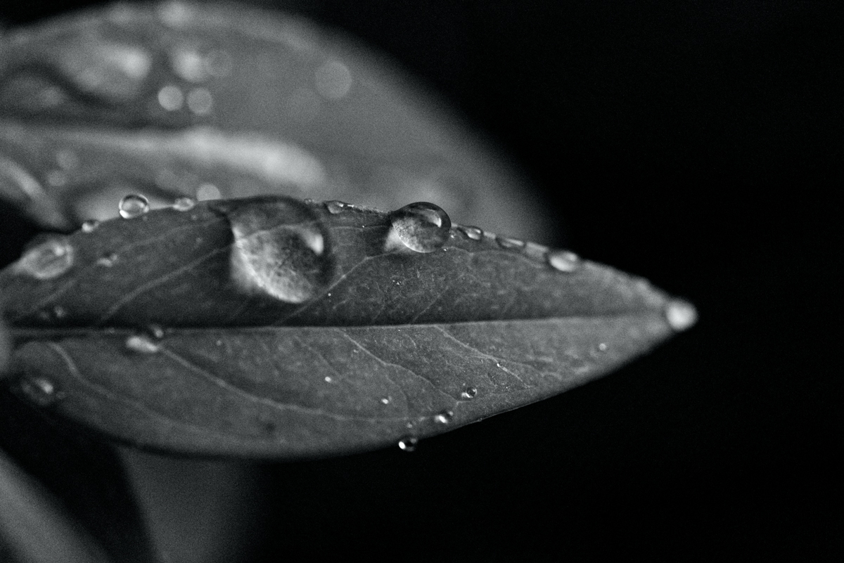 Nature – Waterdrops on Leaves