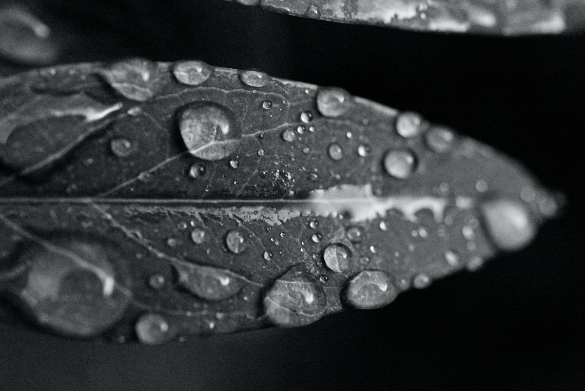 Nature – Waterdrops on Leaves