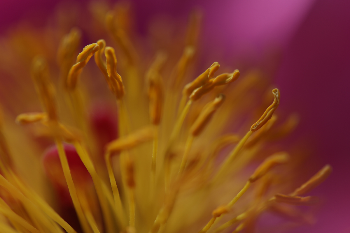 Flower Detail