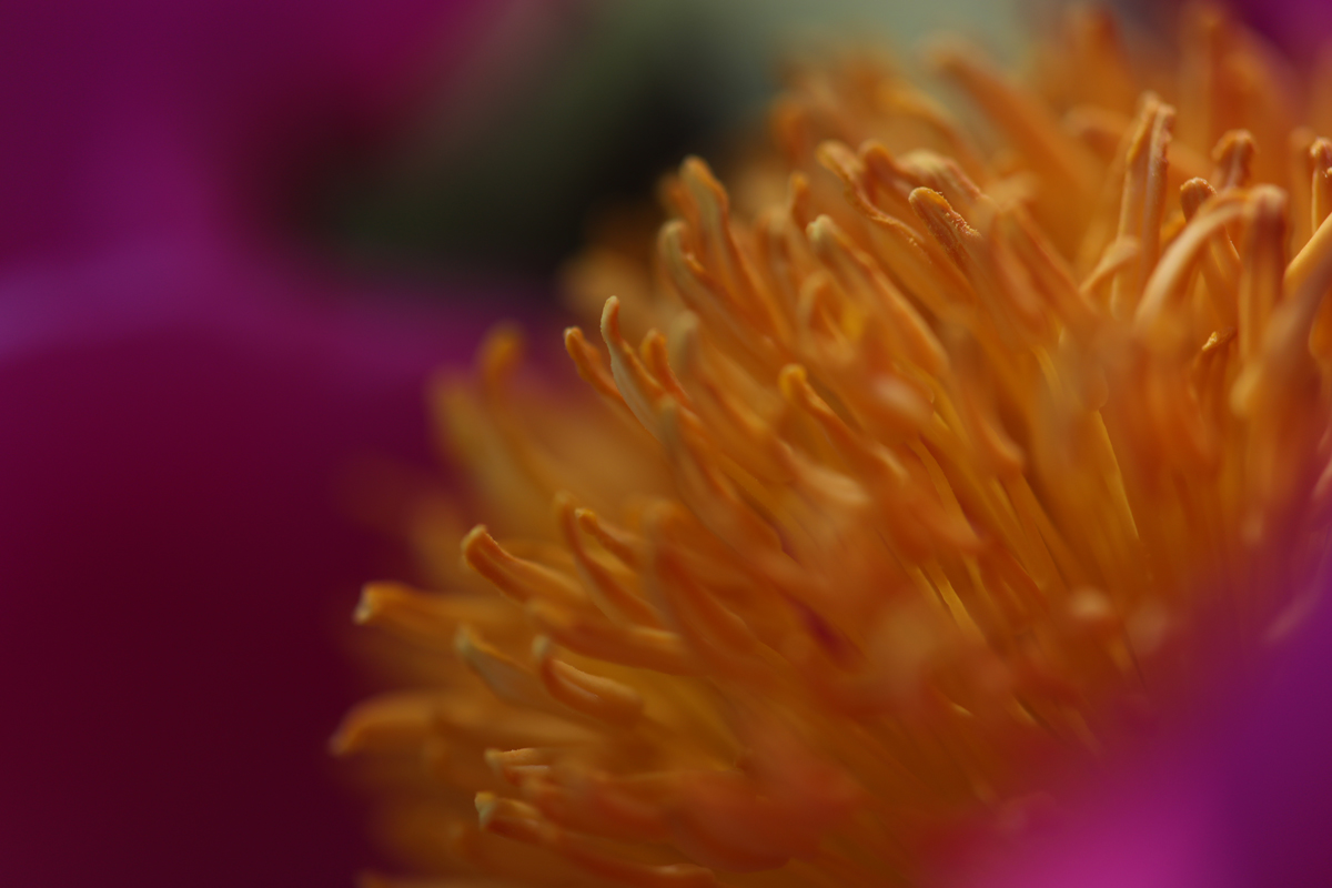 Garden Flower Detail