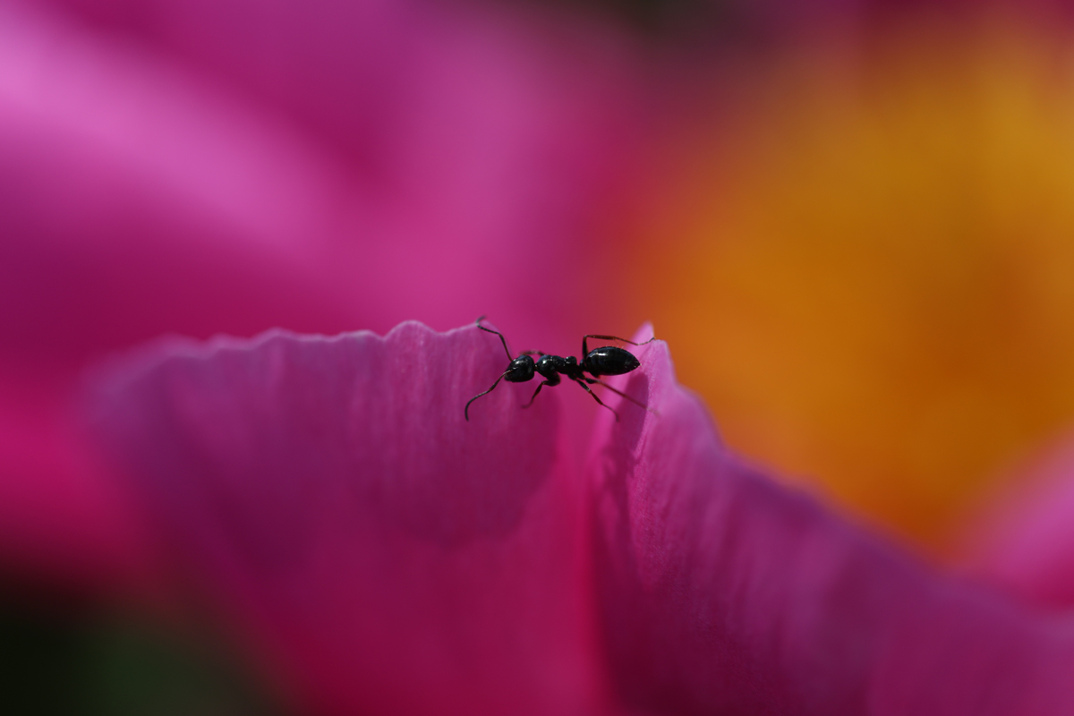 Insect on Flower