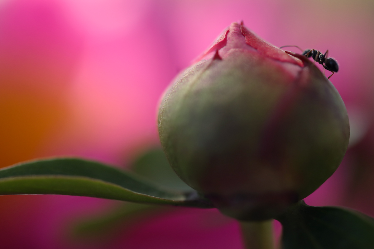 Garden Flower